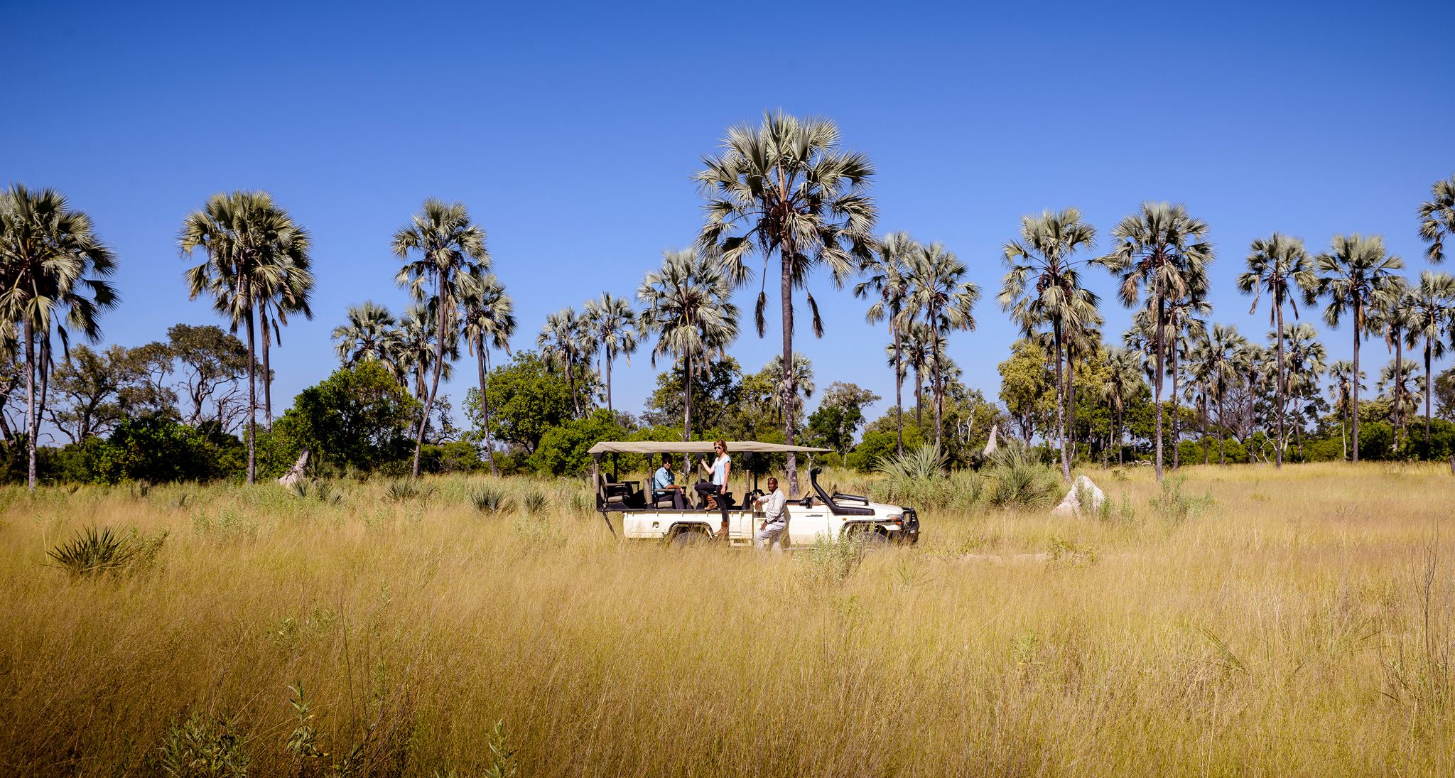 véhicule Safaris dans la savane jaune palmiers dans ciel bleu